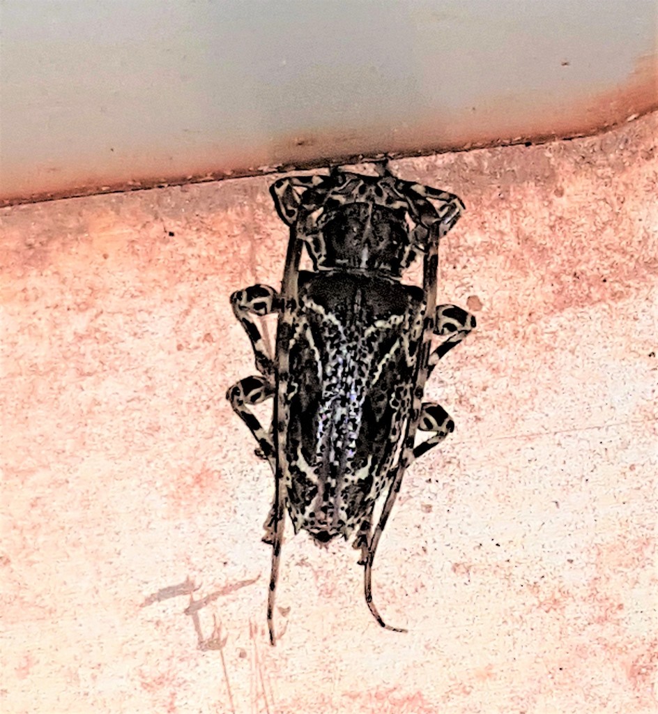 Aegomorphus vetustus