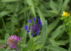 Centaurea triumfettii