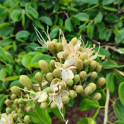 Hymenaea courbaril L.