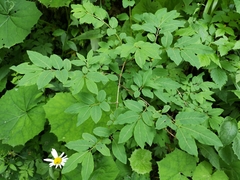 Lonicera nigra