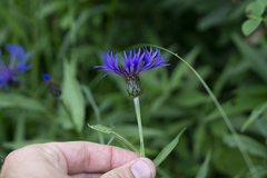 Centaurea triumfettii