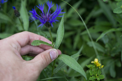 Centaurea triumfettii