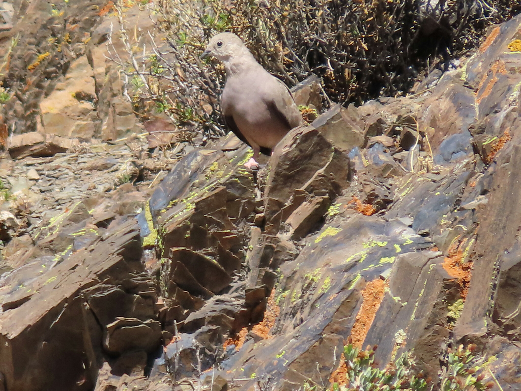 Golden-spotted Ground Dove (Metriopelia aymara)