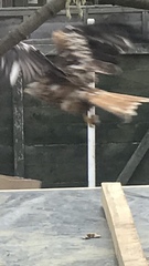 Milvus milvus
