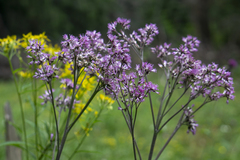 Adenostyles alliariae