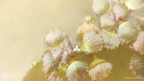 Image of Bacopa egensis by (c) Enrique Salazar, some rights reserved (CC BY)