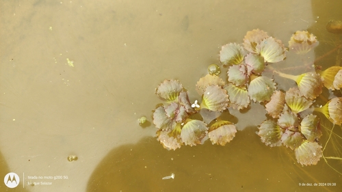 Image of Bacopa egensis by (c) Enrique Salazar, some rights reserved (CC BY)