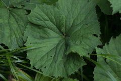 Adenostyles alliariae