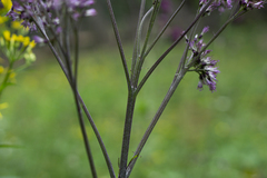 Adenostyles alliariae