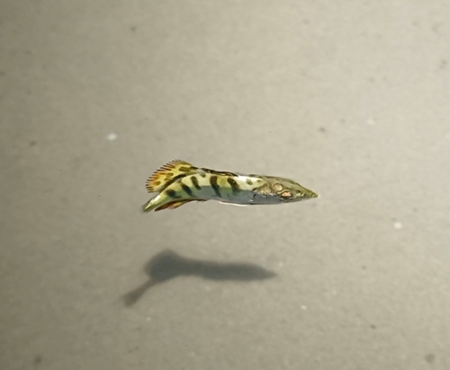 Leerfish (Lichia amia) — Carangidae — 2