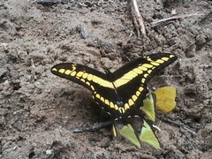 Heraclides thoas brasiliensis