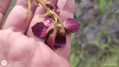 Brazilian Water-Hyssop (Bacopa egensis)