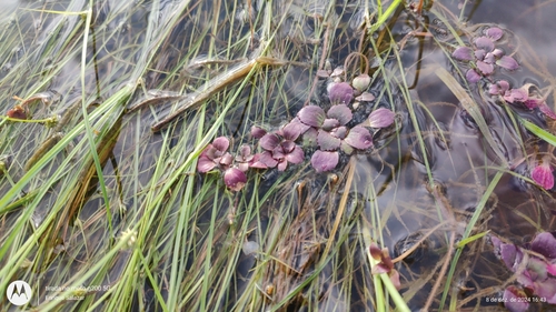 Image of Bacopa egensis by (c) Enrique Salazar, some rights reserved (CC BY)