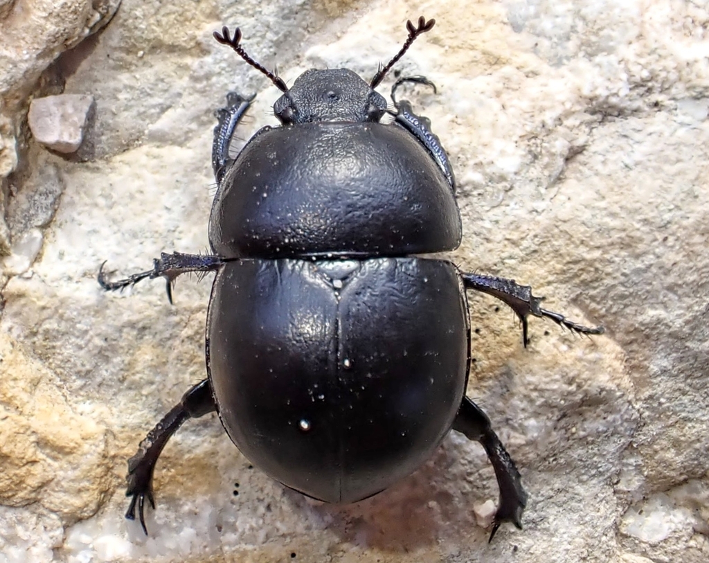 Jekelius balearicus
