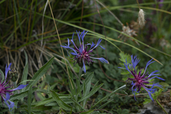 Centaurea triumfettii