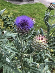 Cynara
