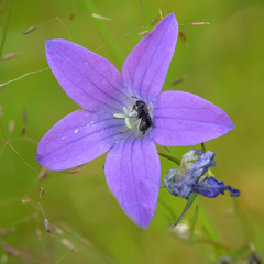 Foveosmia