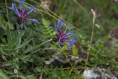 Centaurea triumfettii