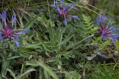 Centaurea triumfettii