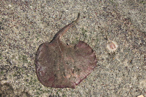 Lined round stingray (Urotrygon rogersi) — Urotrygonidae — 3