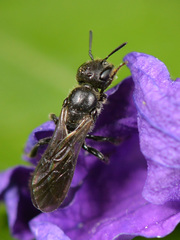 Foveosmia