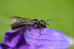 Foveosmia