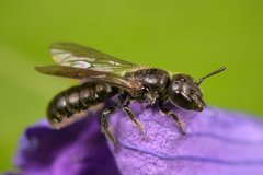 Foveosmia