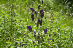 Aconitum toxicum