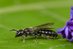 Foveosmia