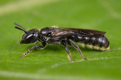 Foveosmia