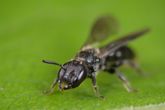 Foveosmia