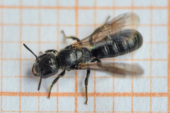 Foveosmia