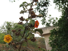 Abutilon hirtum