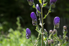 Aconitum toxicum