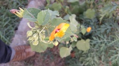 Abutilon hirtum