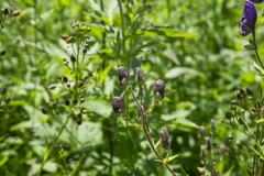 Aconitum toxicum