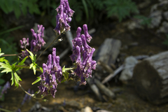 Aconitum moldavicum
