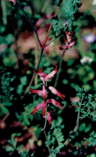Fumaria muralis iNat (2)