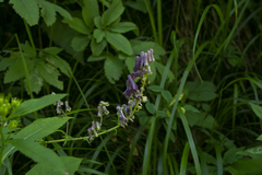 Aconitum moldavicum