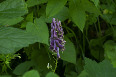 Aconitum moldavicum