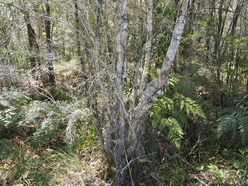 Image of Melaleuca nodosa by (c) Lucas Christofides, some rights reserved (CC BY)