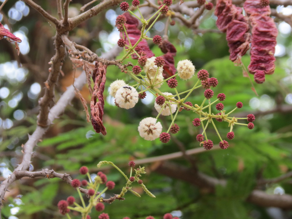 Senegalia rugata; photograph Ajit Ampalakkad, CC0, iNaturalist via GBIF