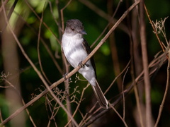 White-Rumped Sirystes photo 2