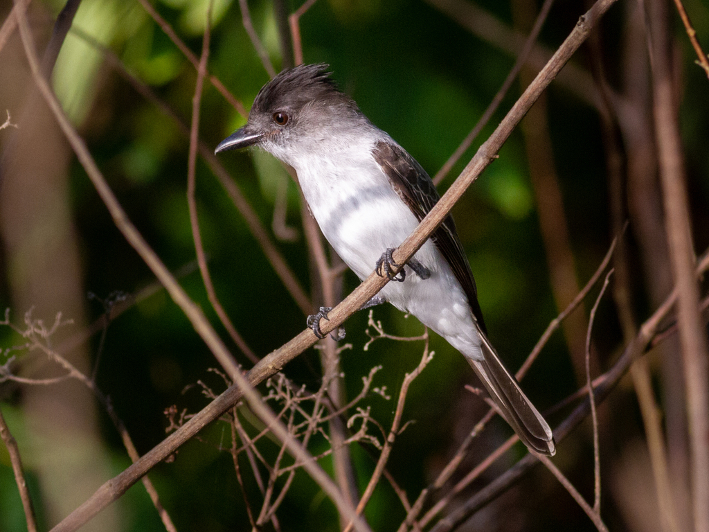 White-Rumped Sirystes