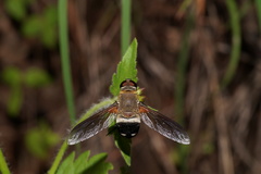 Ligyra satyrus