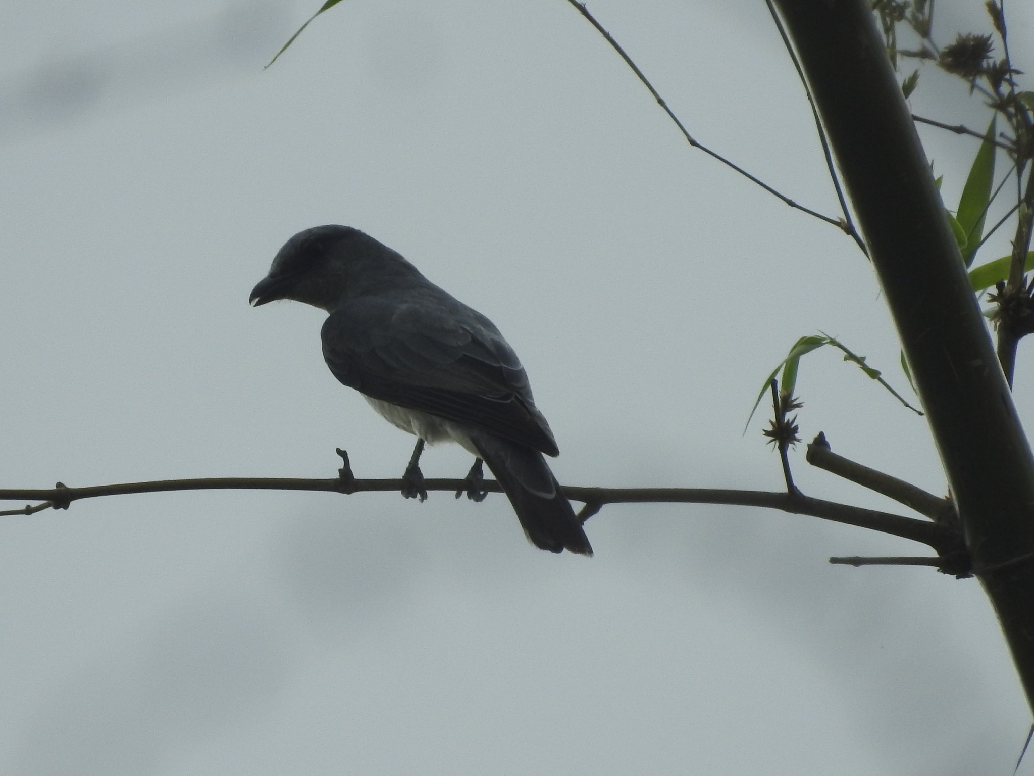 Indian Cuckooshrike