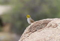 Pycnonotus xantholaemus