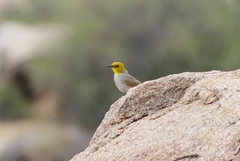 Pycnonotus xantholaemus