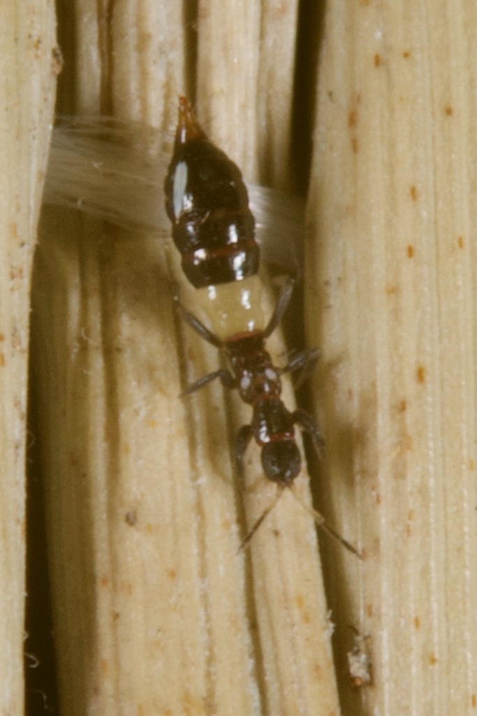Aeolothrips albicinctus