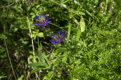 Centaurea triumfettii